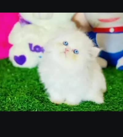 (Persian female kitten) (for sale all) (Pakistan delivery available)