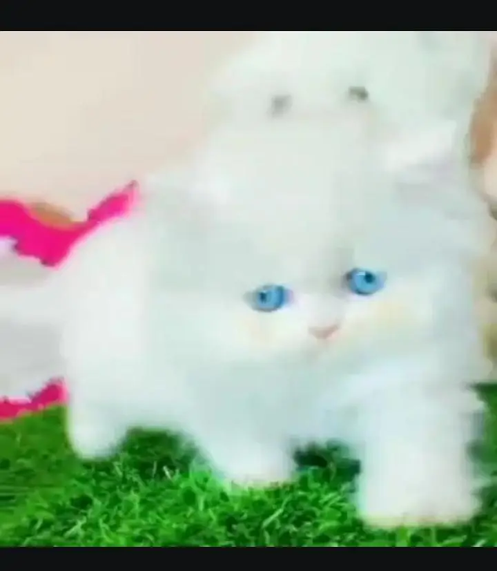 (Persian female kitten) (for sale all) (Pakistan delivery available) — photo 2