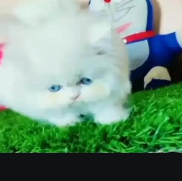 (Persian female kitten) (for sale all) (Pakistan delivery available) — photo 3