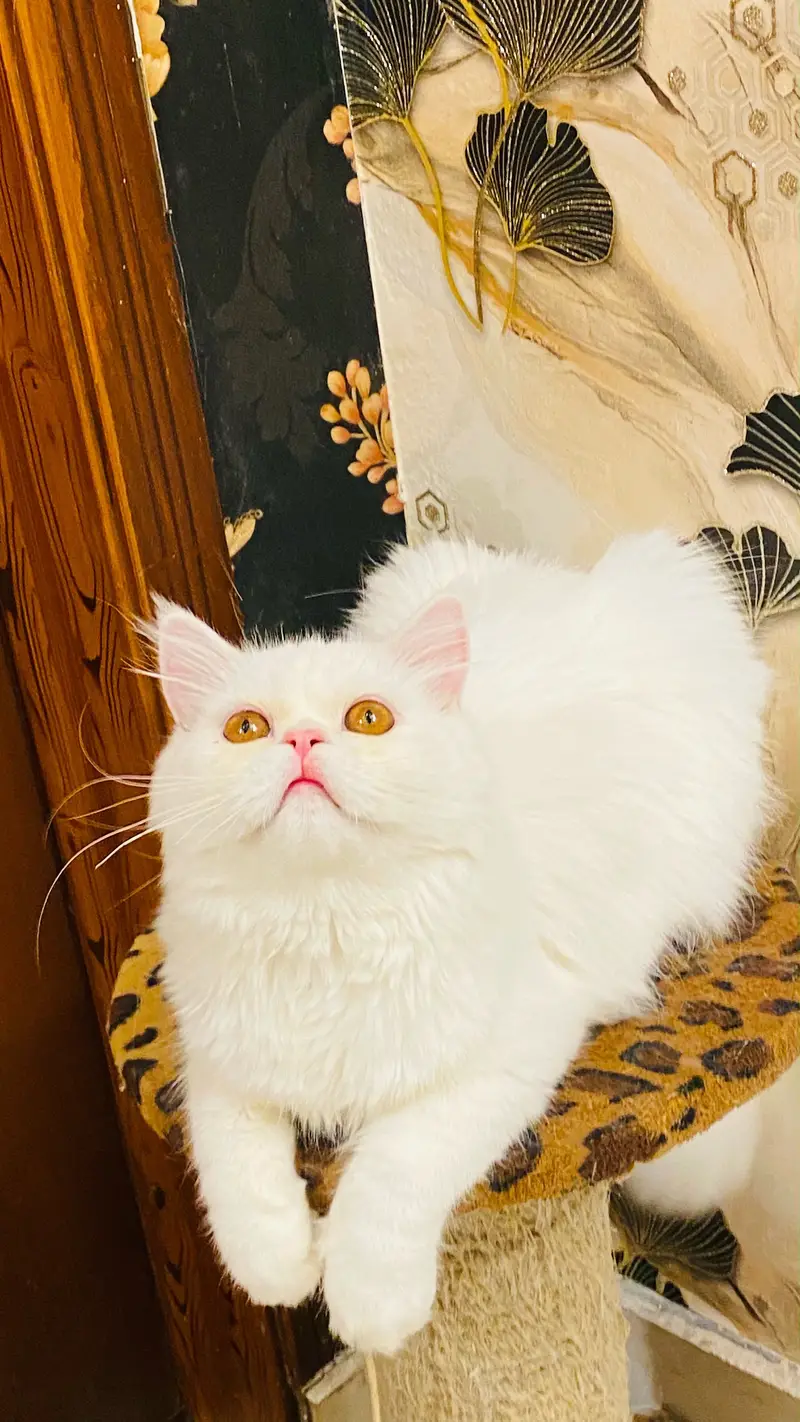 Extreme punch face cat cute and loving. — photo 5