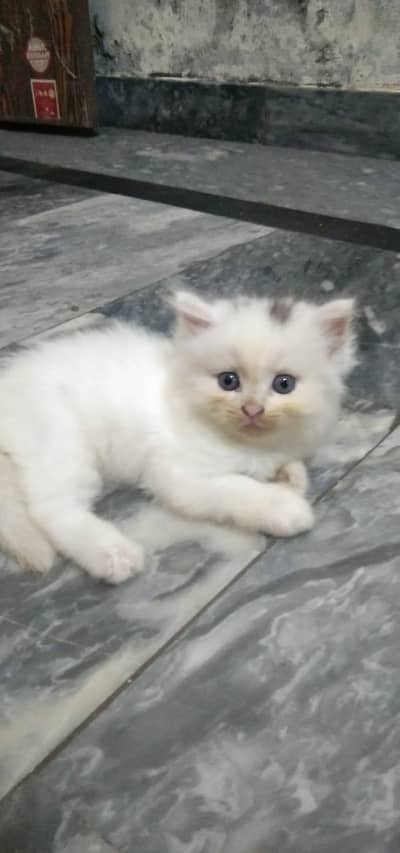 cat, Persian