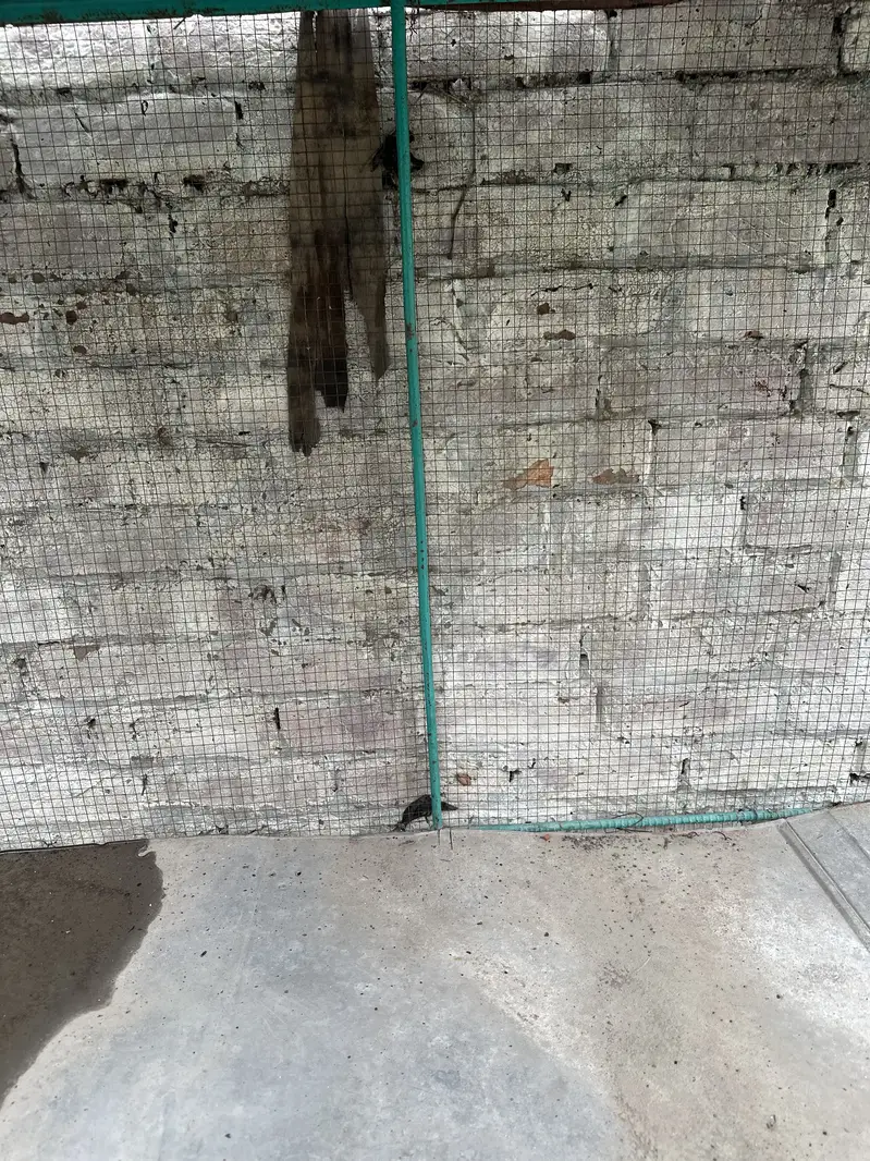 Cage 6 by3.5 — photo 3