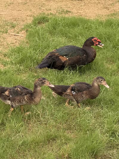 Muscovy Ducks/ Black Ducks