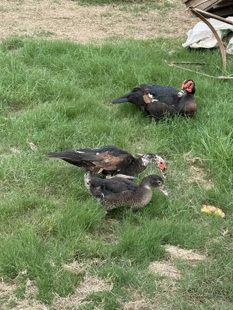 Muscovy Ducks/ Black Ducks — photo 2