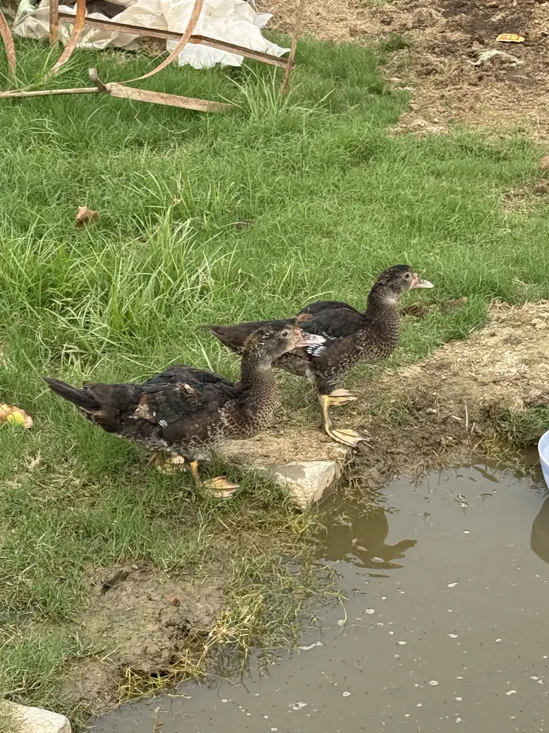Muscovy Ducks/ Black Ducks — photo 3