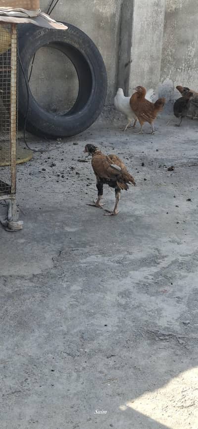 Aseel chicks sale 03346316081