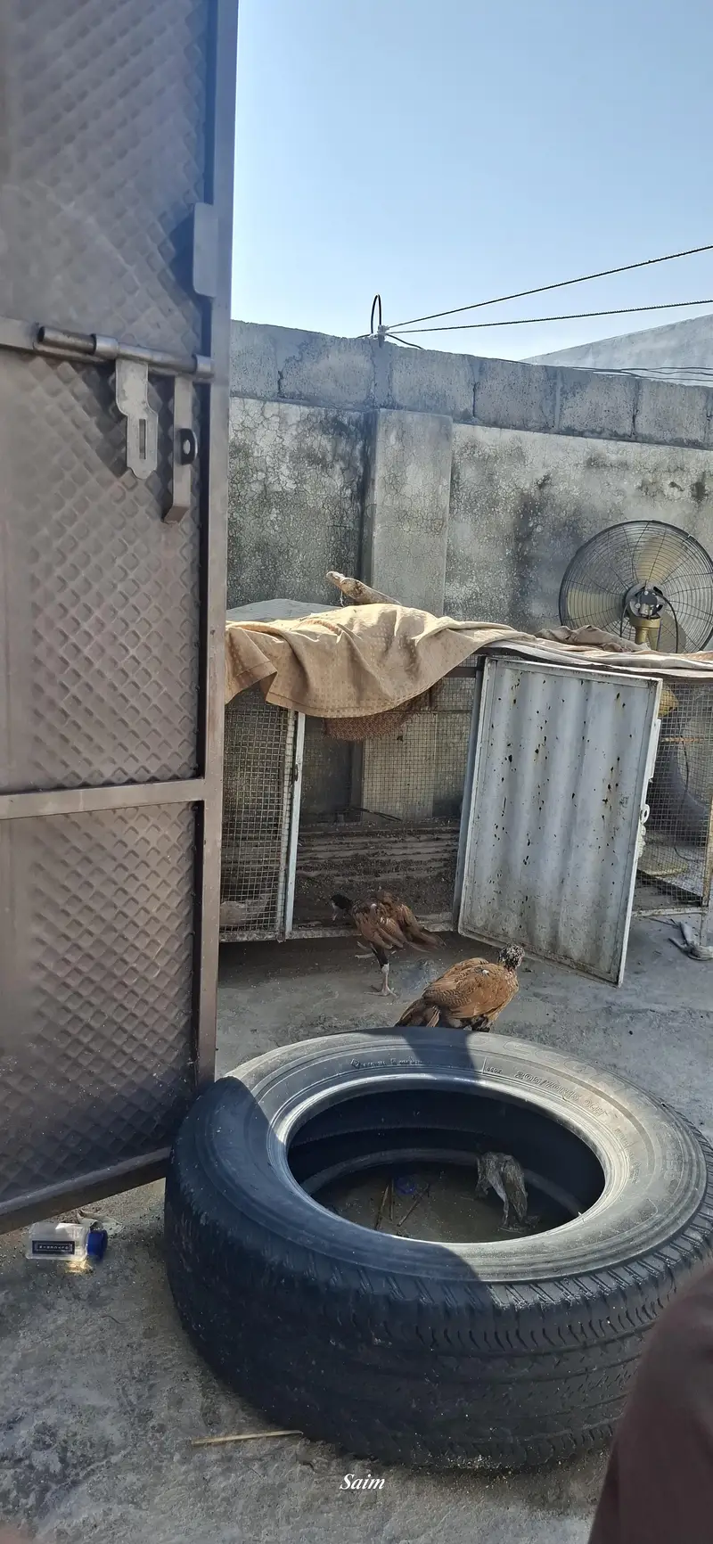 Aseel chicks sale 03346316081 — photo 2