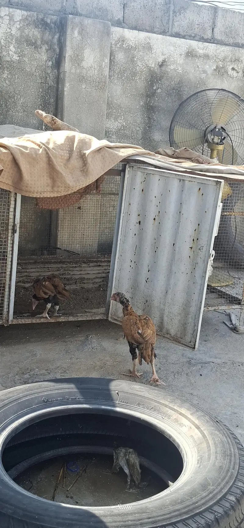 Aseel chicks sale 03346316081 — photo 3