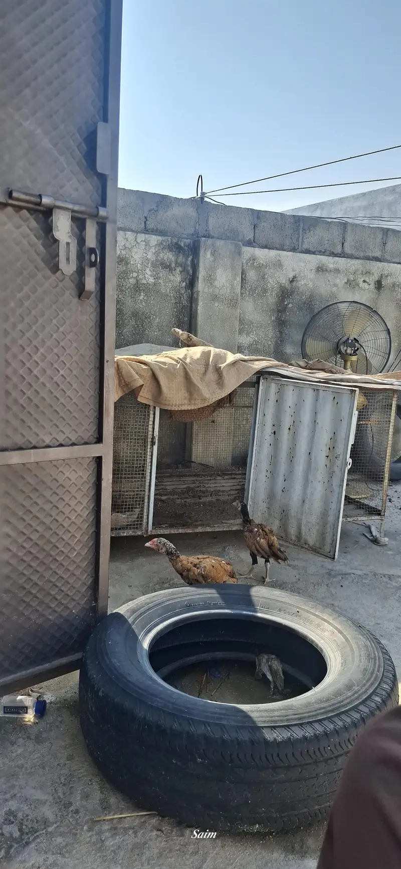 Aseel chicks sale 03346316081 — photo 4