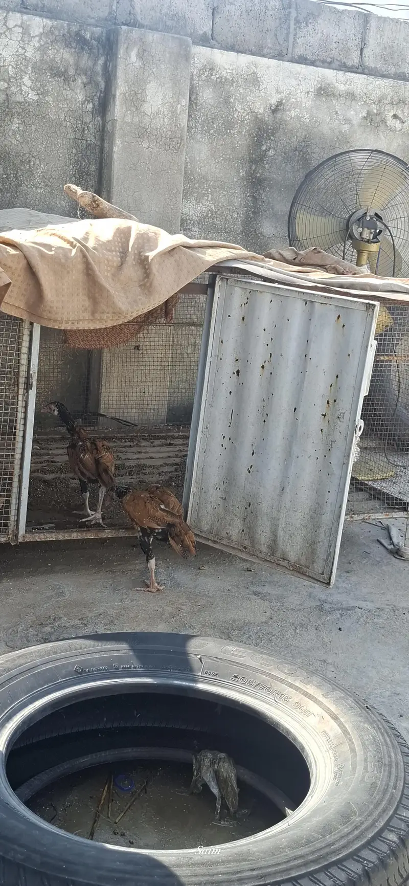 Aseel chicks sale 03346316081 — photo 5