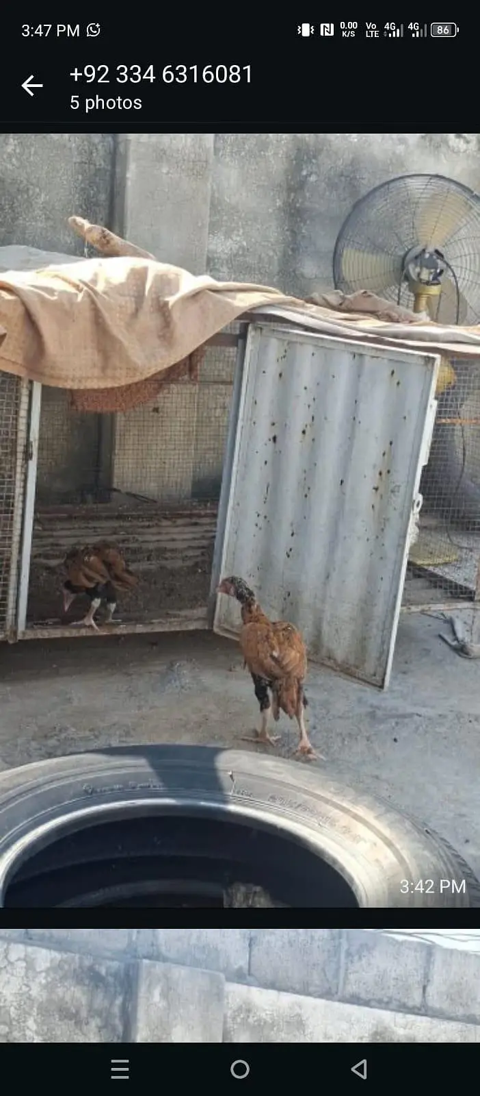 Aseel chicks sale 03346316081 — photo 7