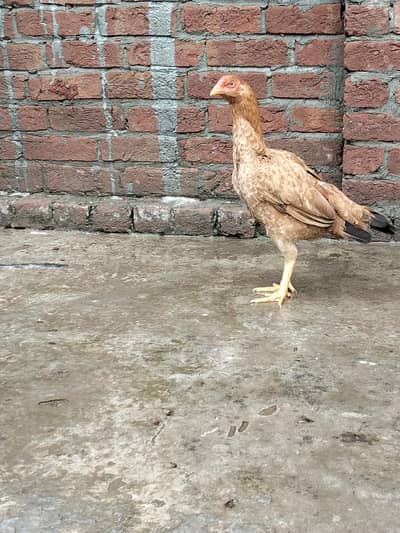 Assel Mianwali