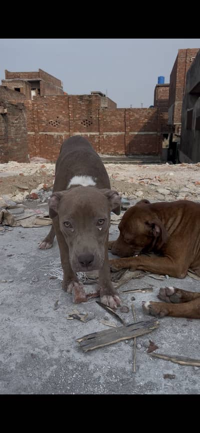 American Pitbull Terrier Female Puppy