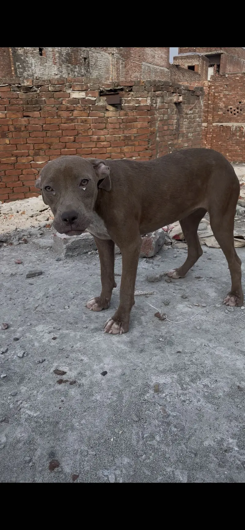 American Pitbull Terrier Female Puppy — photo 2