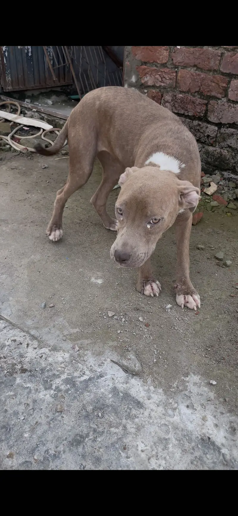 American Pitbull Terrier Female Puppy — photo 3