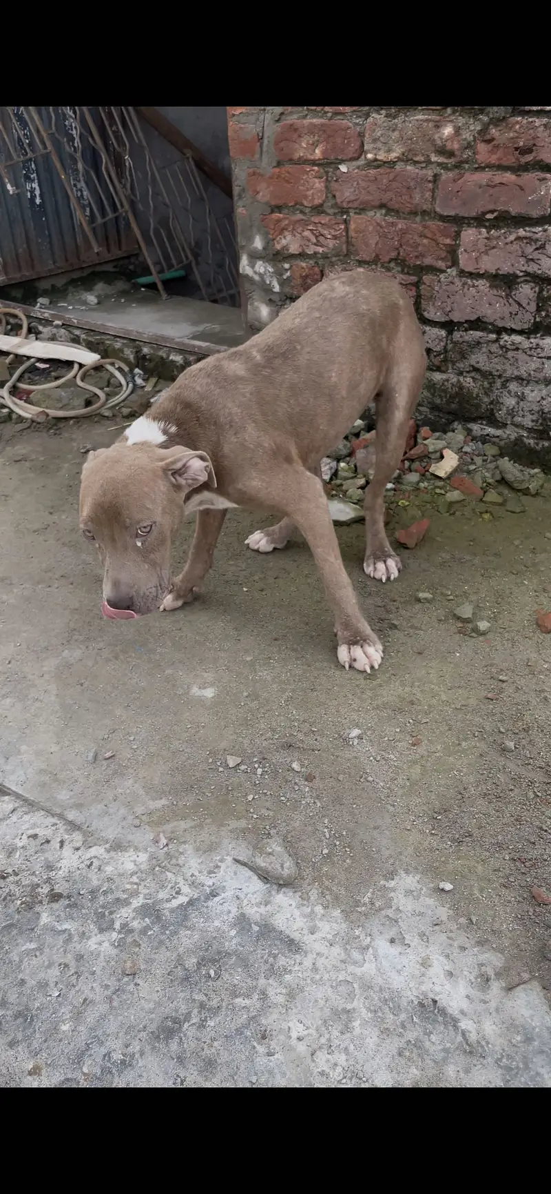 American Pitbull Terrier Female Puppy — photo 4