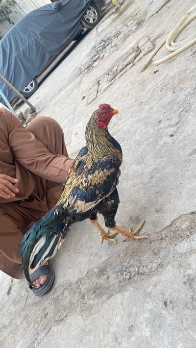 Aseel sindhi
