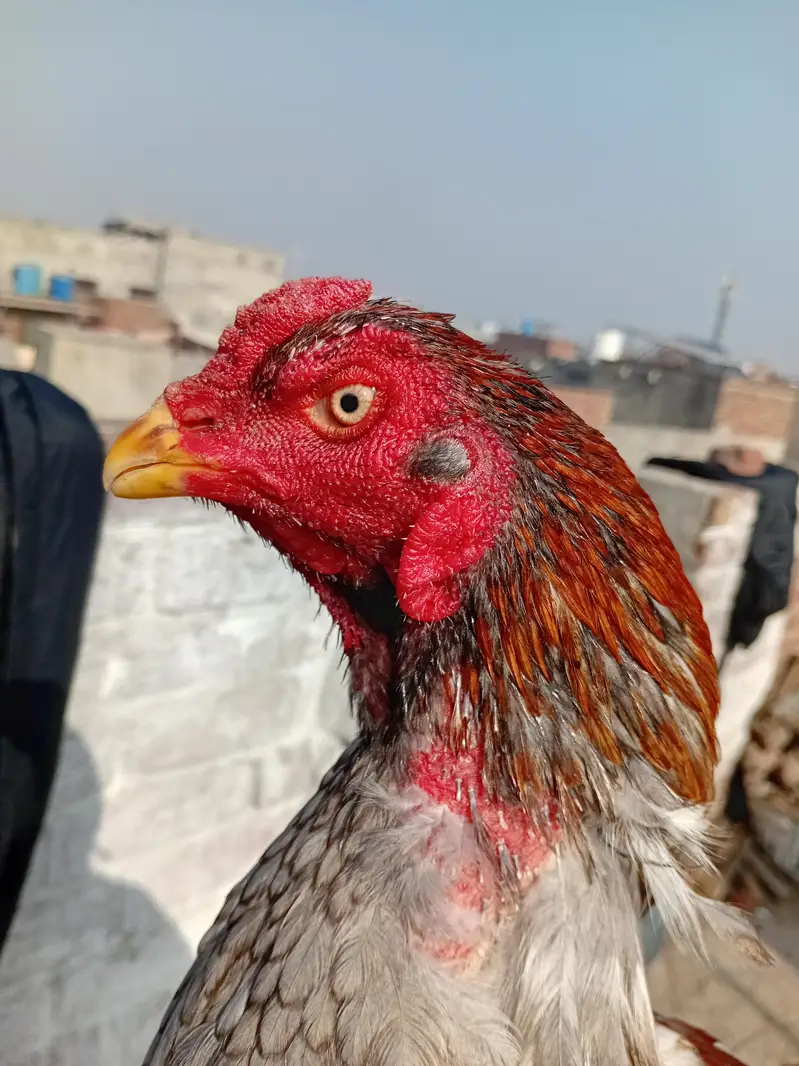 Aseel Murga Healthy  and Active — photo 7