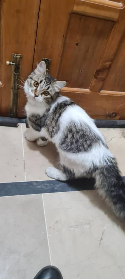 adult cat double coated