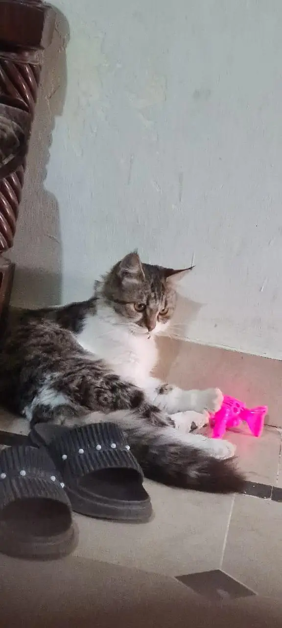 adult cat double coated — photo 2