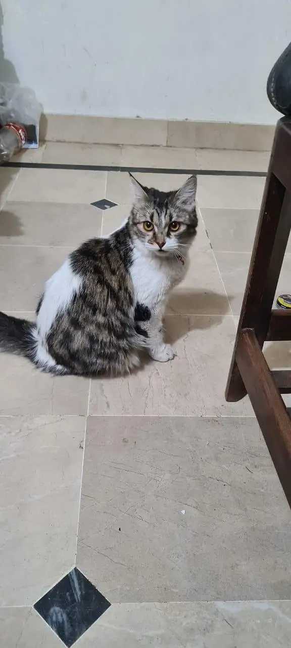 adult cat double coated — photo 3