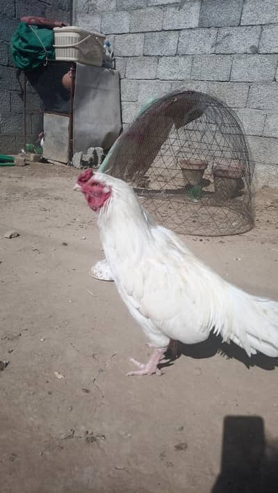 hera eggs available