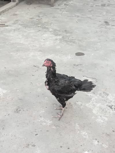 Kurak Murgi for sale