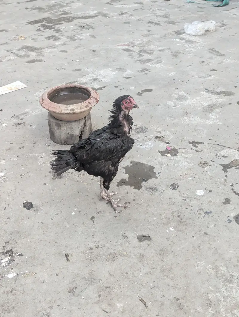 Kurak Murgi for sale — photo 3