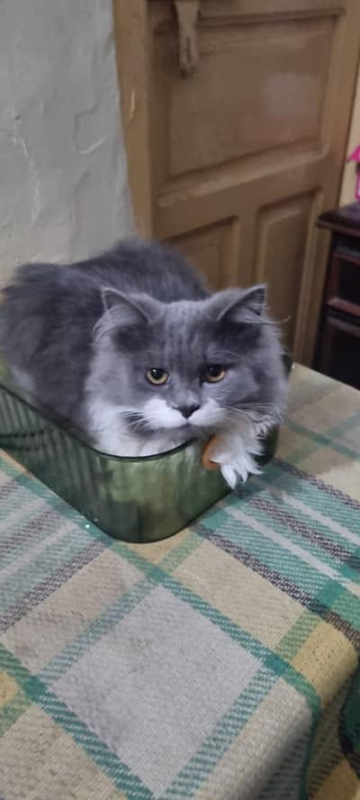 Pair Of Persian Cats
