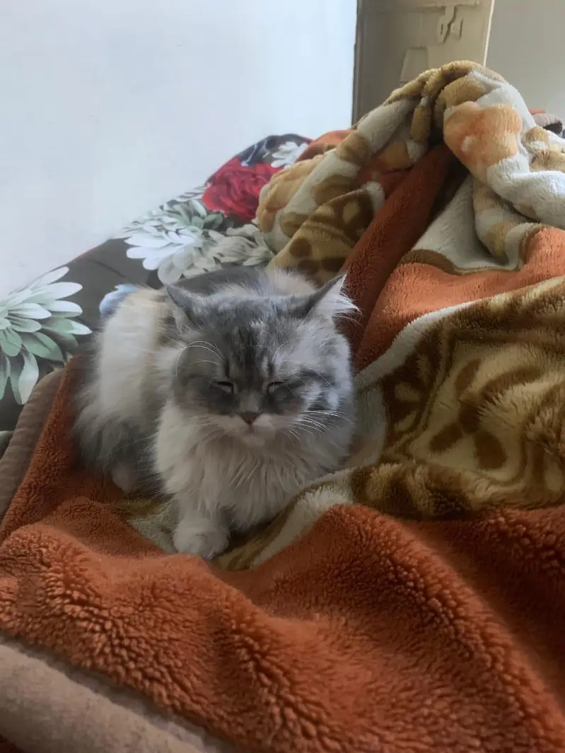 Pair Of Persian Cats — photo 2