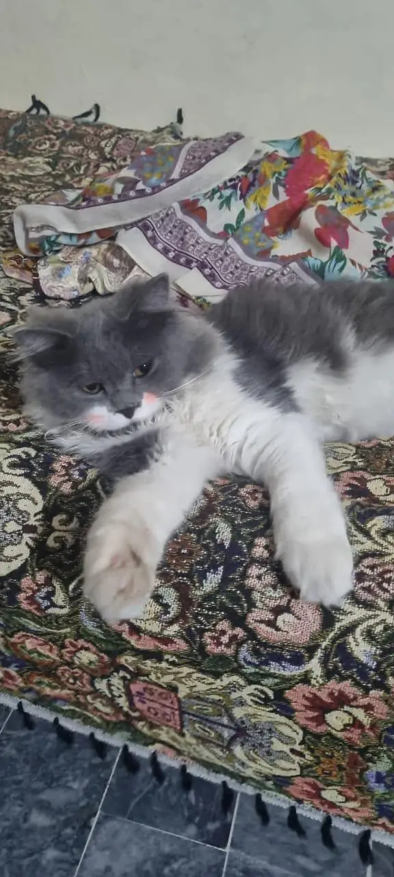 Pair Of Persian Cats — photo 3