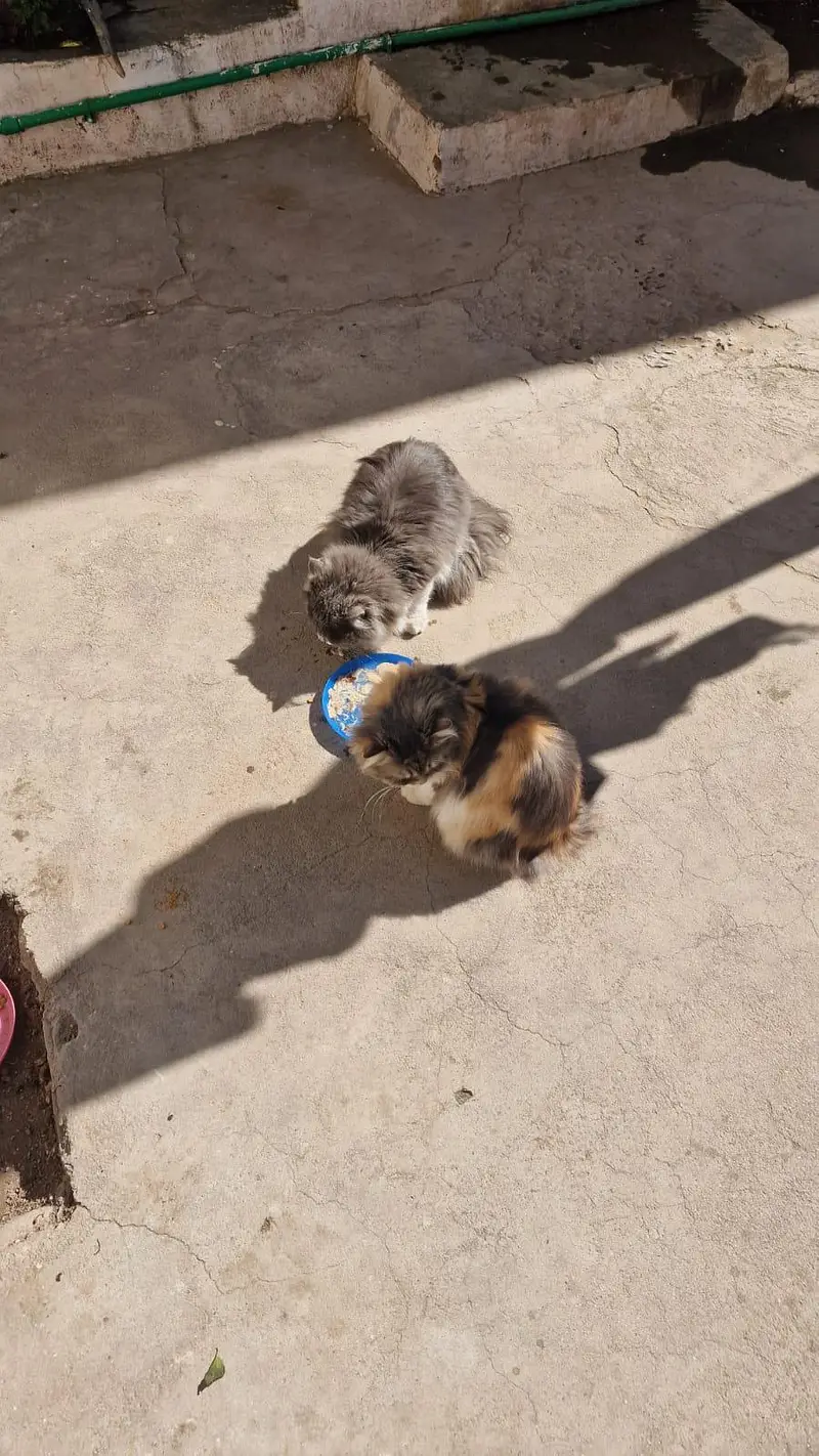Pair Of Persian Cats — photo 4