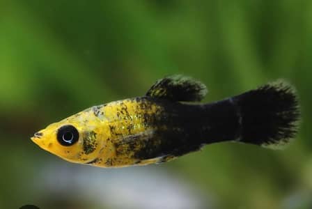 Fish in Fish