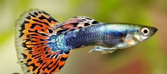 Fish in Fish — photo 2