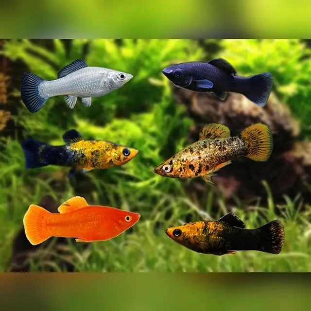 Fish in Fish — photo 3