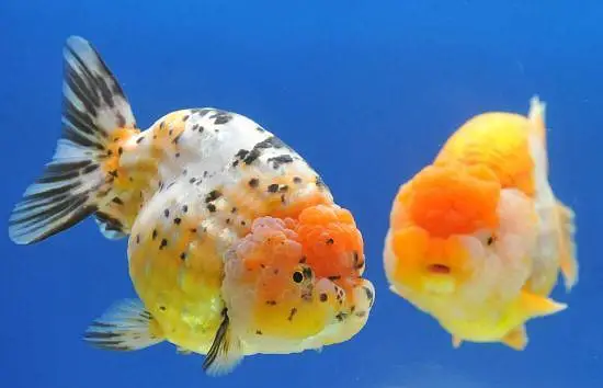 Fish in Fish — photo 4