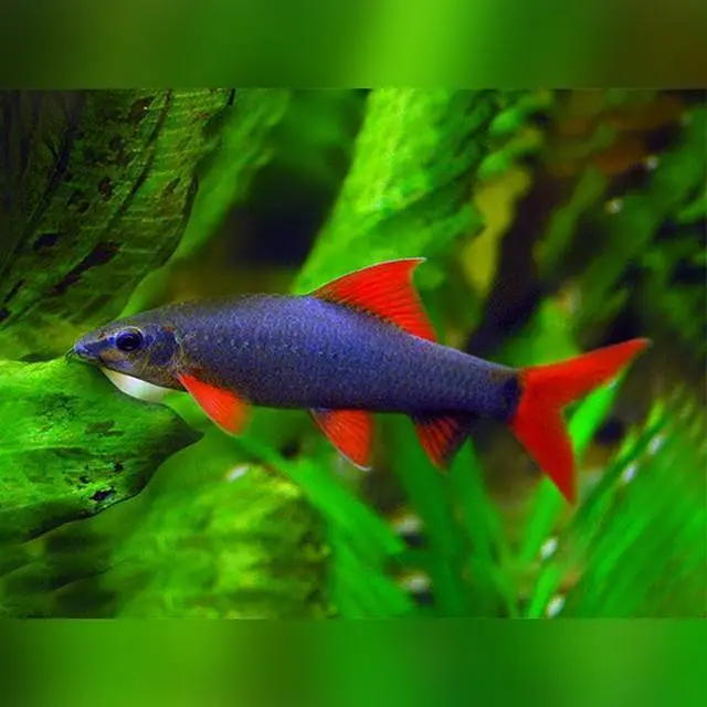 Fish in Fish — photo 5