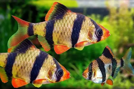 Fish in Fish — photo 6