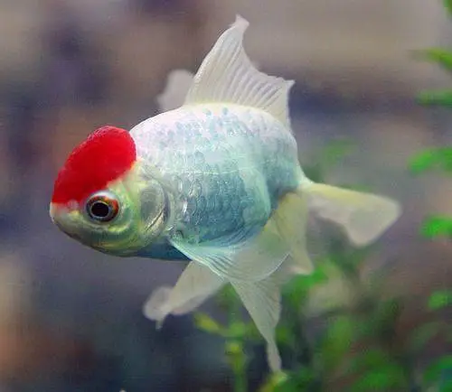 Fish in Fish — photo 7