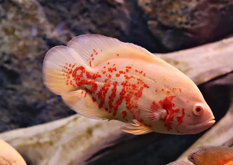 Fish in Fish — photo 8