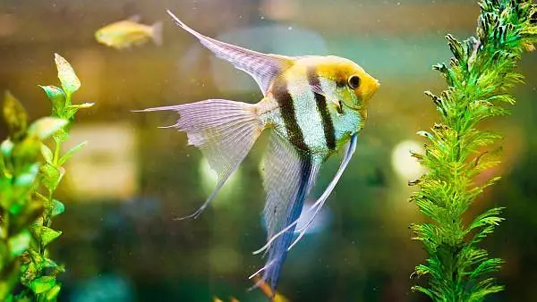 Fish in Fish — photo 9