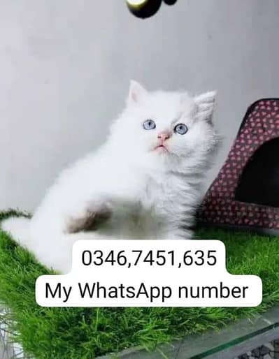 Persian kittens for sale