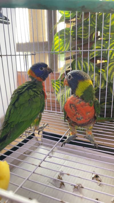 Red collar swainson lory