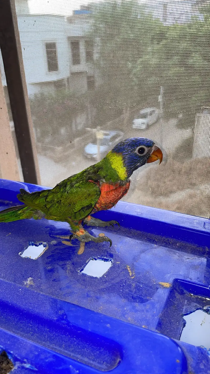 Red collar swainson lory — photo 2