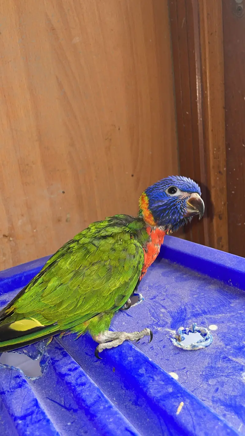 Red collar swainson lory — photo 3