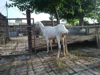 ترکی تلیہ گنگ