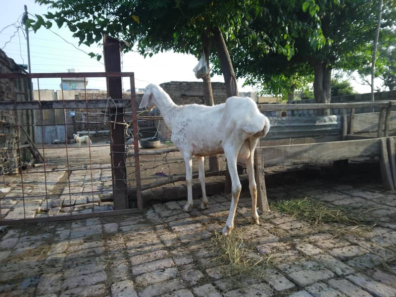 ترکی تلیہ گنگ 0