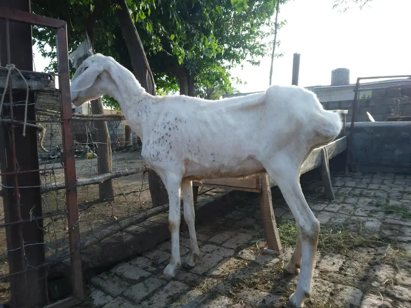 ترکی تلیہ گنگ — photo 2