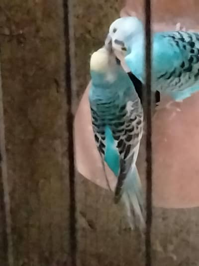 good healthy budgie