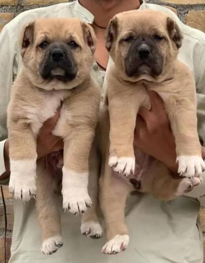 King Turkish kangal pair dabal Hadi Havey bone structure security dog